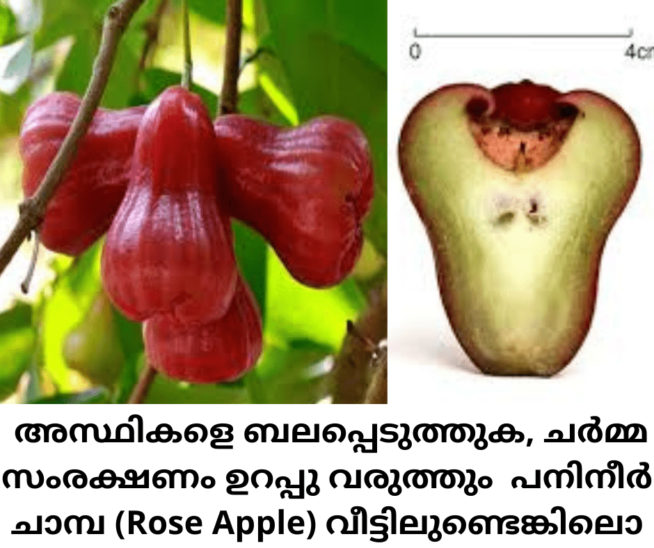 Rose Apple Farming