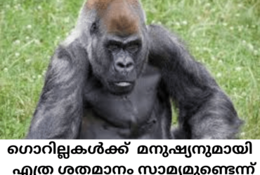 Similarities of Gorilla with Mankind