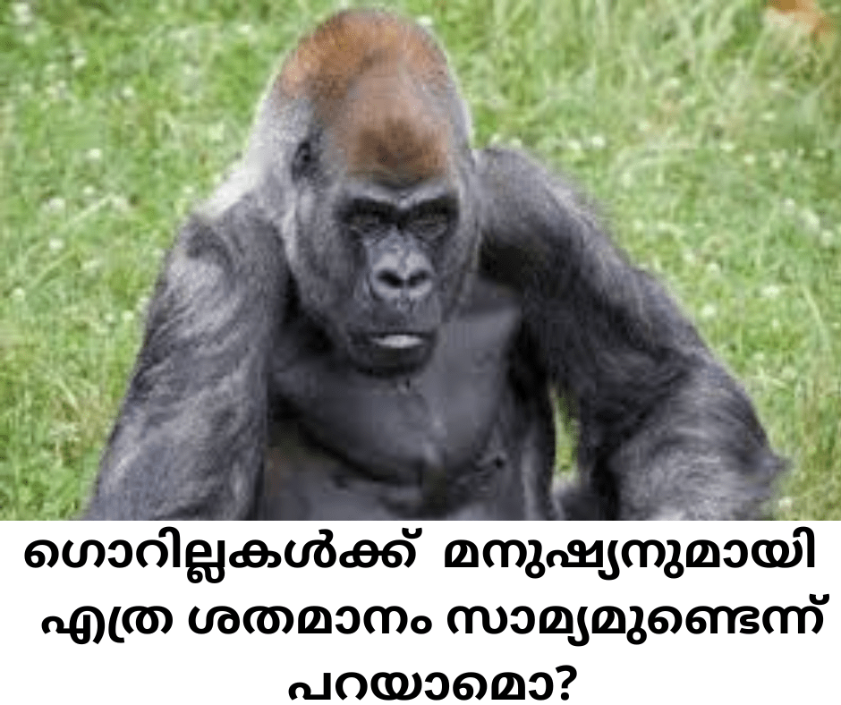 Similarities of Gorilla with Mankind