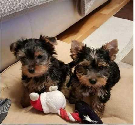 yorkie puppies for sale Text / call :(330) 910 0534