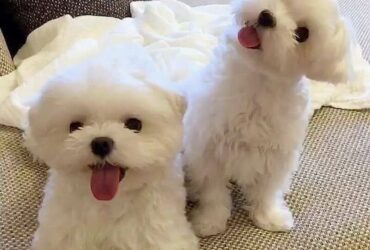 Sweet Maltese Puppies