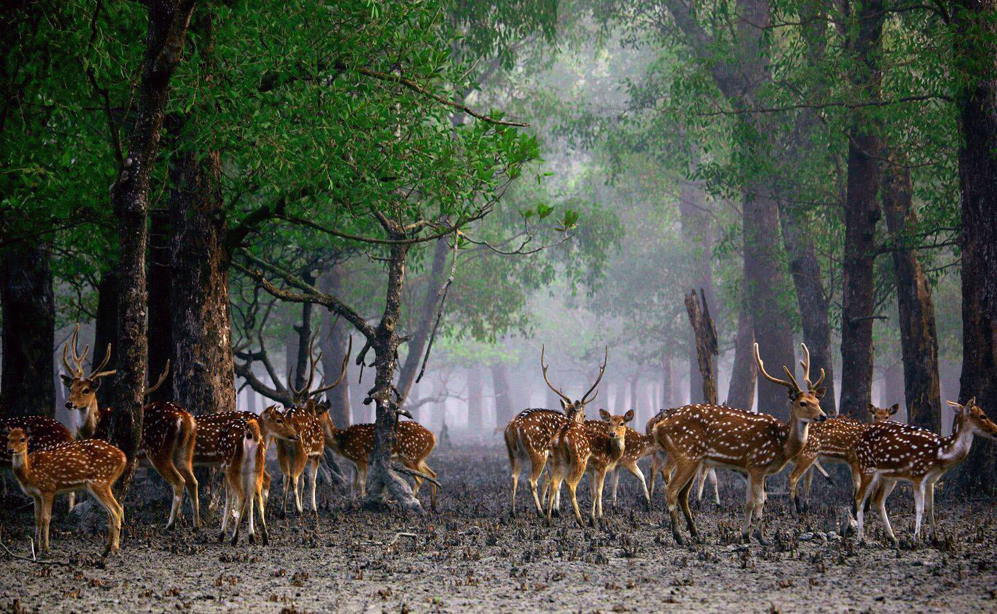 Sundarban Package Tour Booking from Kolkata
