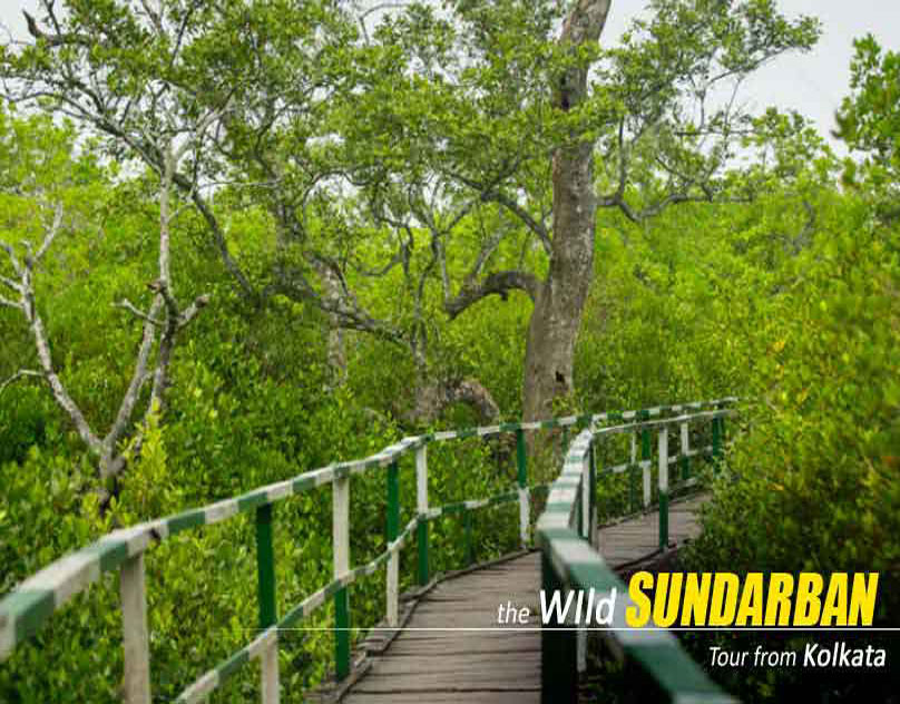 Sundarban Package Tour from Kolkata with NatureWings